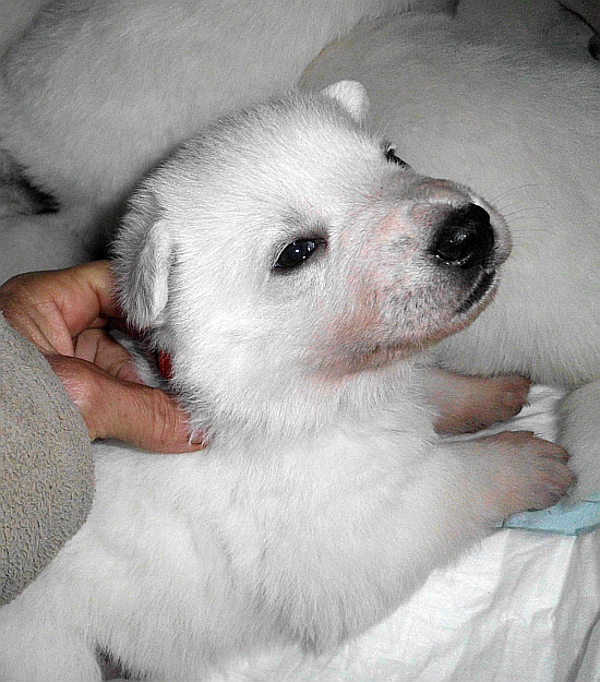 Weisser Schferhundwelpe von den Grenzgngern